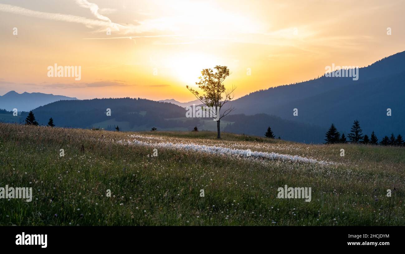 Mountain meadow with tree in sunset, Unken, Pinzgau, Salzburger Land, Austria Stock Photo