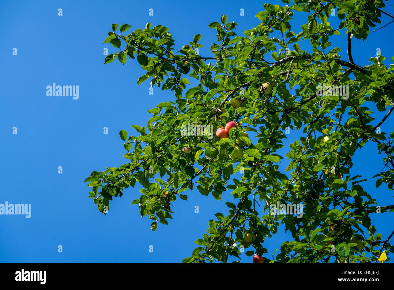 Old apple tree with ripe fruits, Pinzgau, Unken, Salzburger Land, Austria Stock Photo