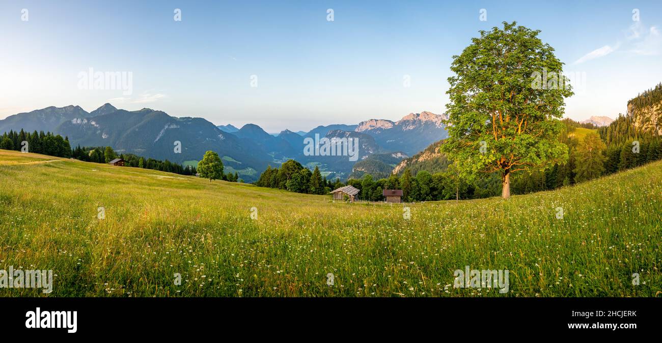 Mountain meadow with tree in sunset, Unken, Pinzgau, Salzburger Land, Austria Stock Photo