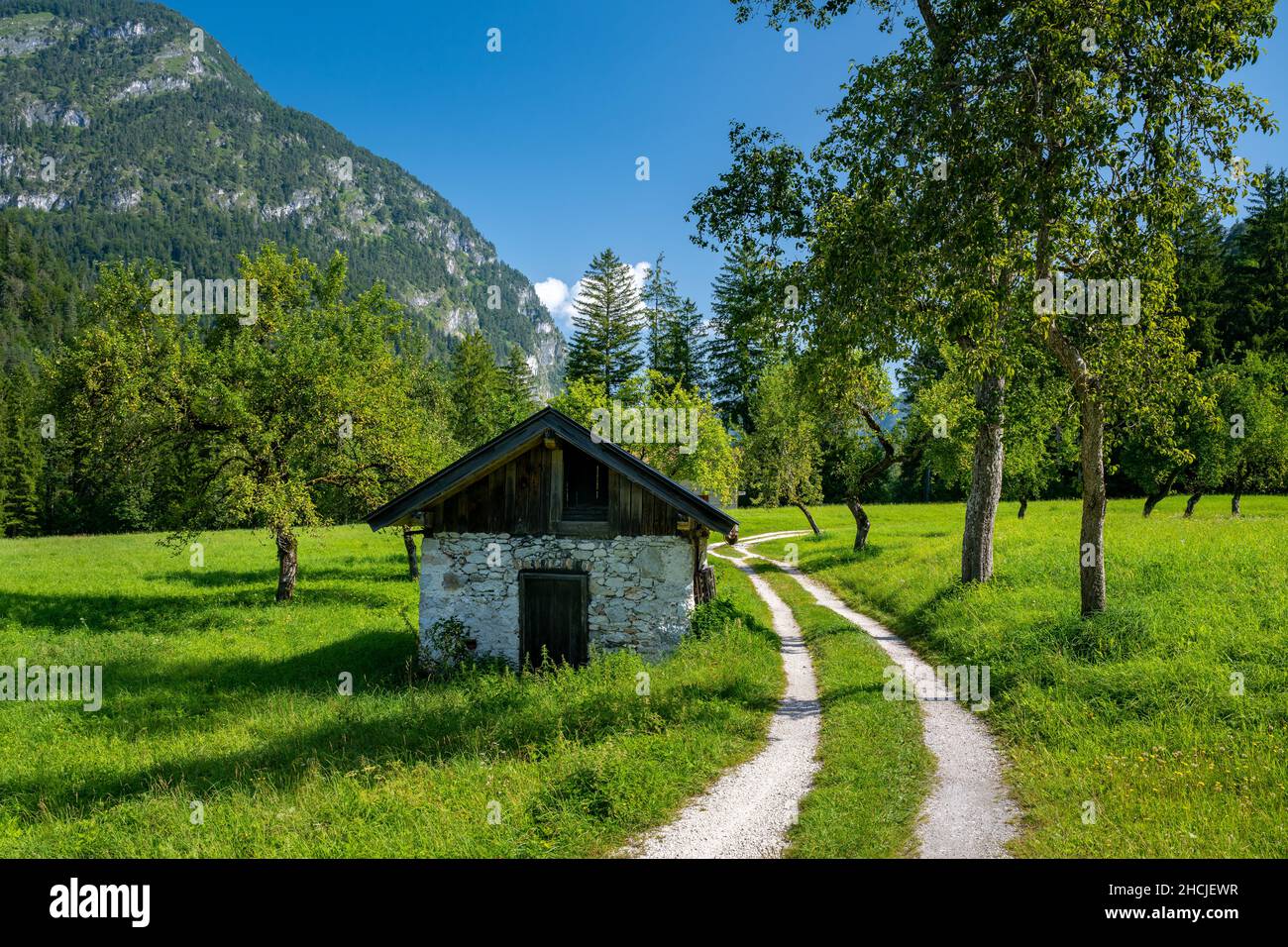 Summer landscape with fruit trees, Unken, Pinzgau, Salzburger Land, Austria Stock Photo