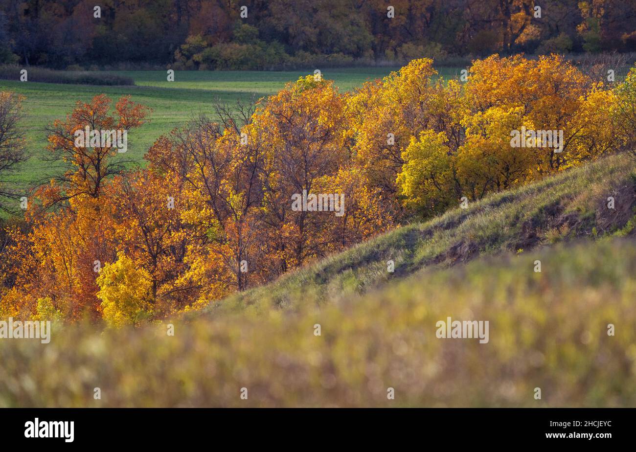 Prairie Color Prairie colors in fall yellow orange trees colorful Stock Photo - Alamy