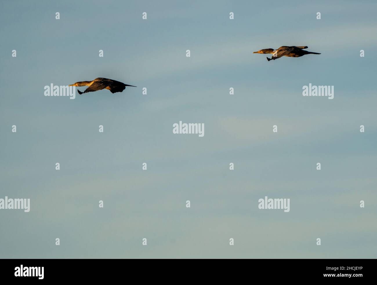 Cormorants at lake in Saskatchewan Canada prairie wildlife Stock Photo