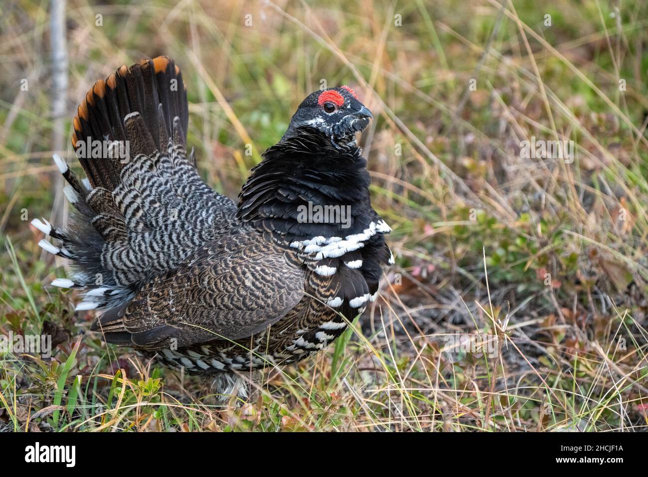 Ruffed Grouse in Manitoba Canada full regalia Canada Stock Photo Alamy