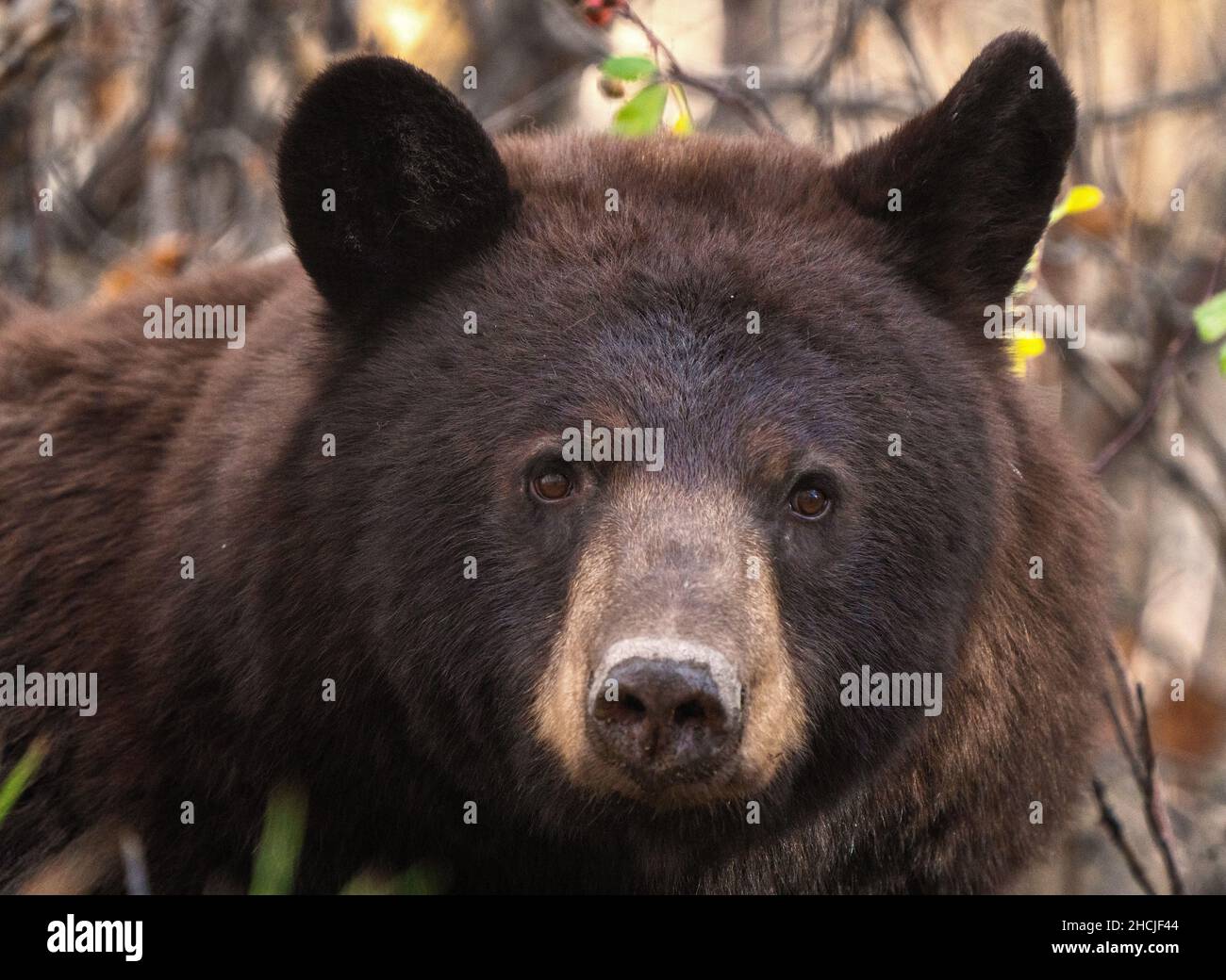 Bears in Riding Mountain National Park Manitoba Canada Stock Photo