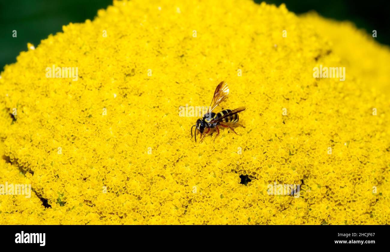 A Coneflower Painted-Dark Bee (Stelis rudbeckiarum) Seeks Pollen on a Bright Yellow Flower Head Stock Photo