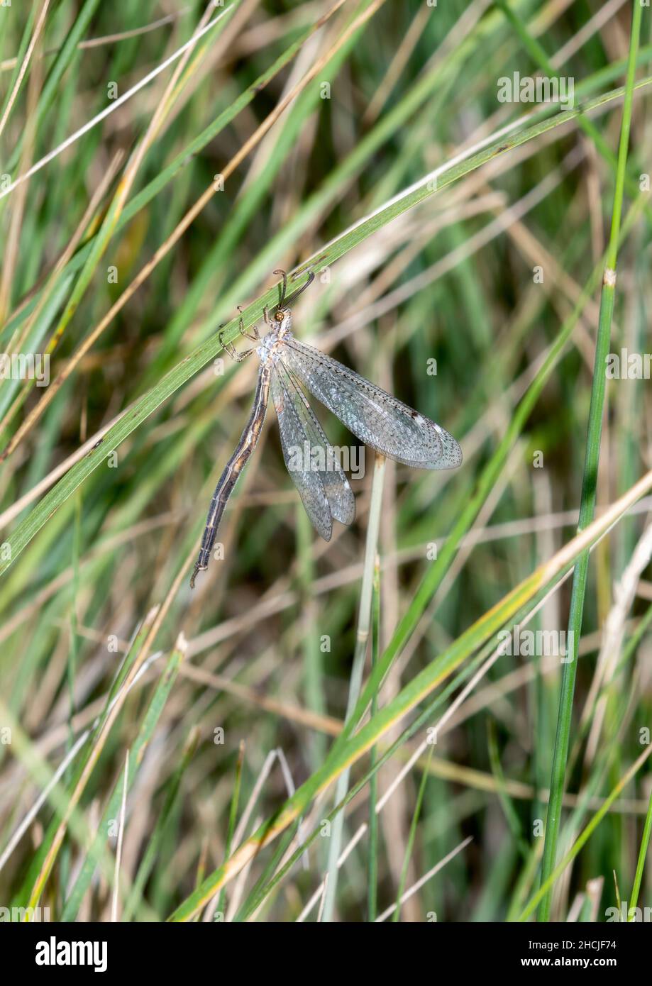 A Huge Antlion Insect in the Genus Brachynemurus Clings to a Blade of Grass in Eastern Colorado Stock Photo