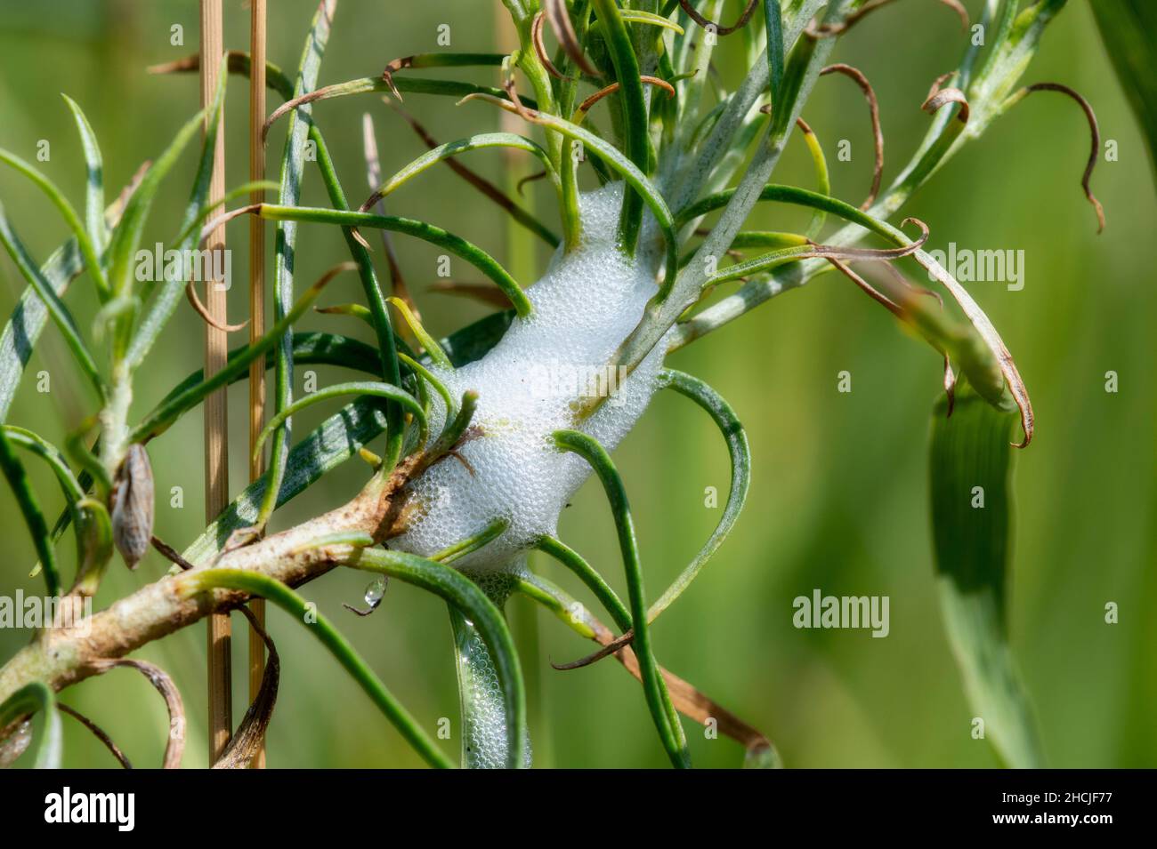 Spittle on a Branch from a Bug in the Genus Philaenus Stock Photo