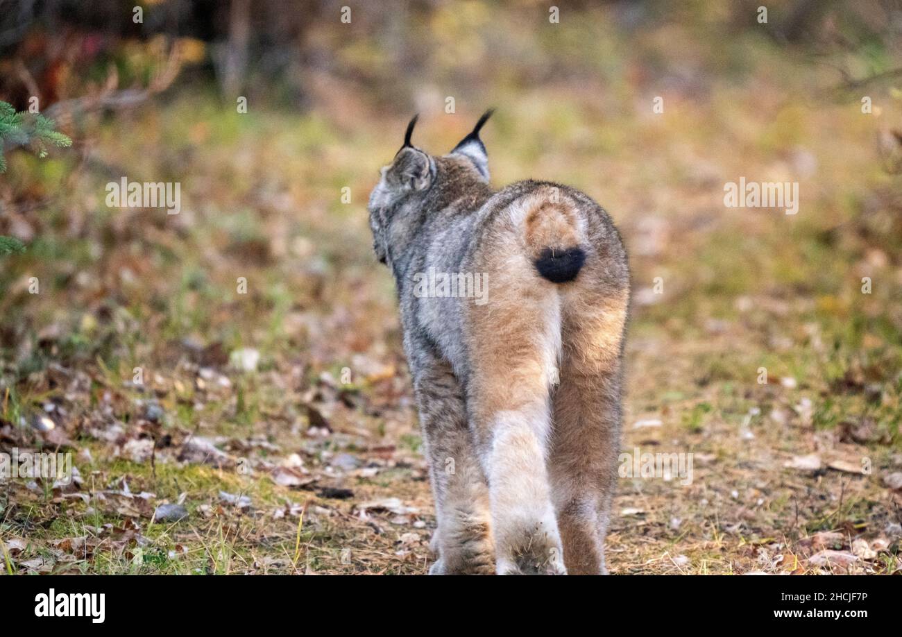 Lynx in the Wild Riding Mountain National Park Canada Stock Photo