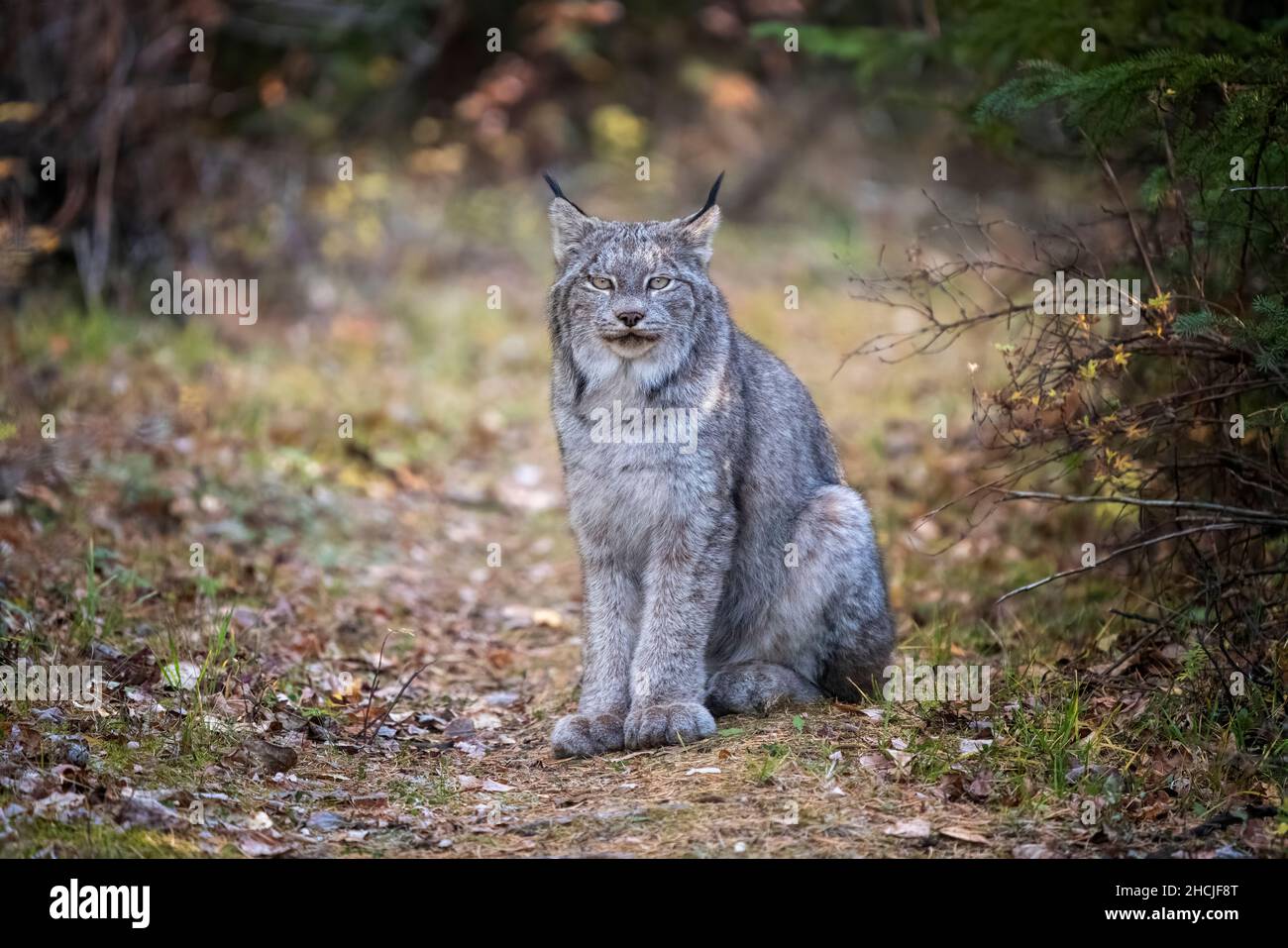 Lynx in the Wild Riding Mountain National Park Canada Stock Photo