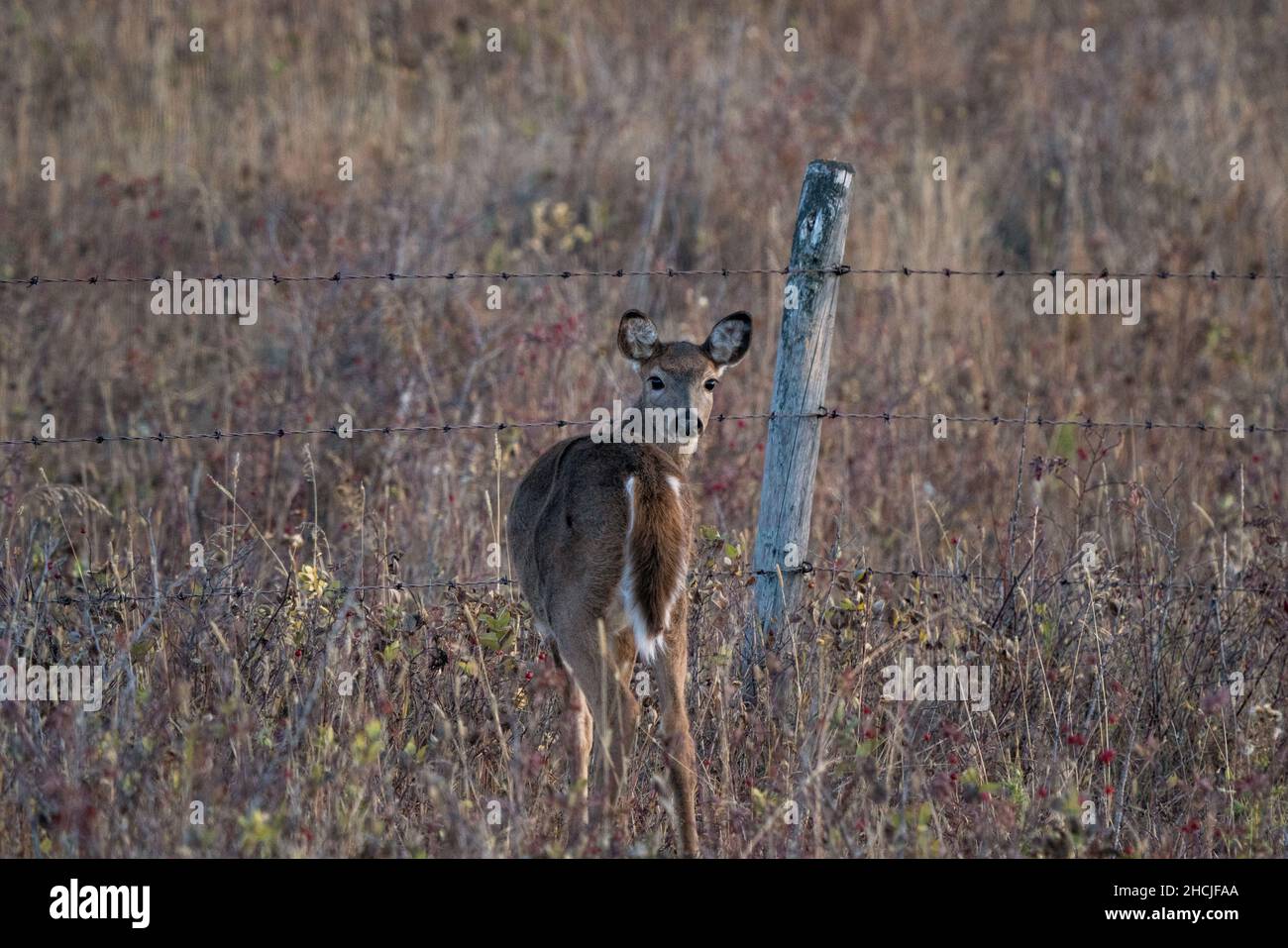 Deer in the Prairies of Saskatchewan Canada Stock Photo