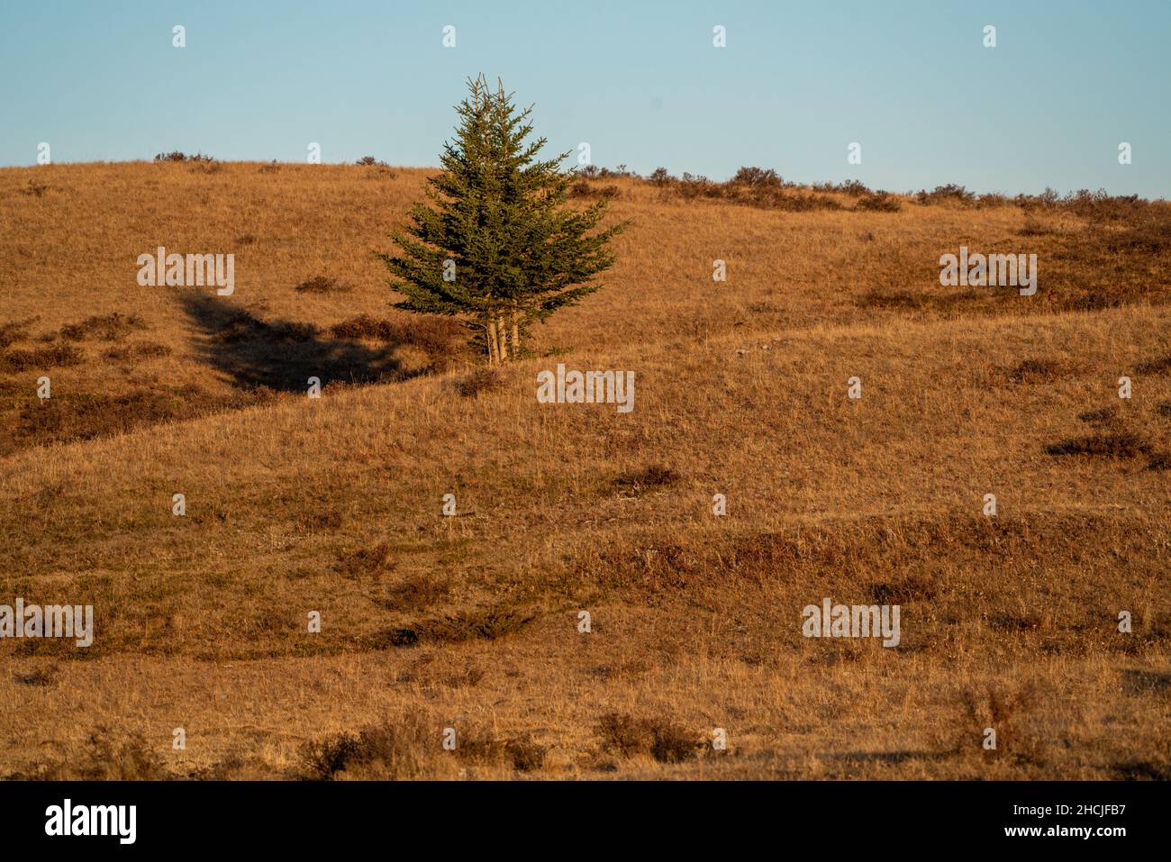 Scenic views of the Cypress Hills Saskatchewan Alberta Stock Photo Alamy