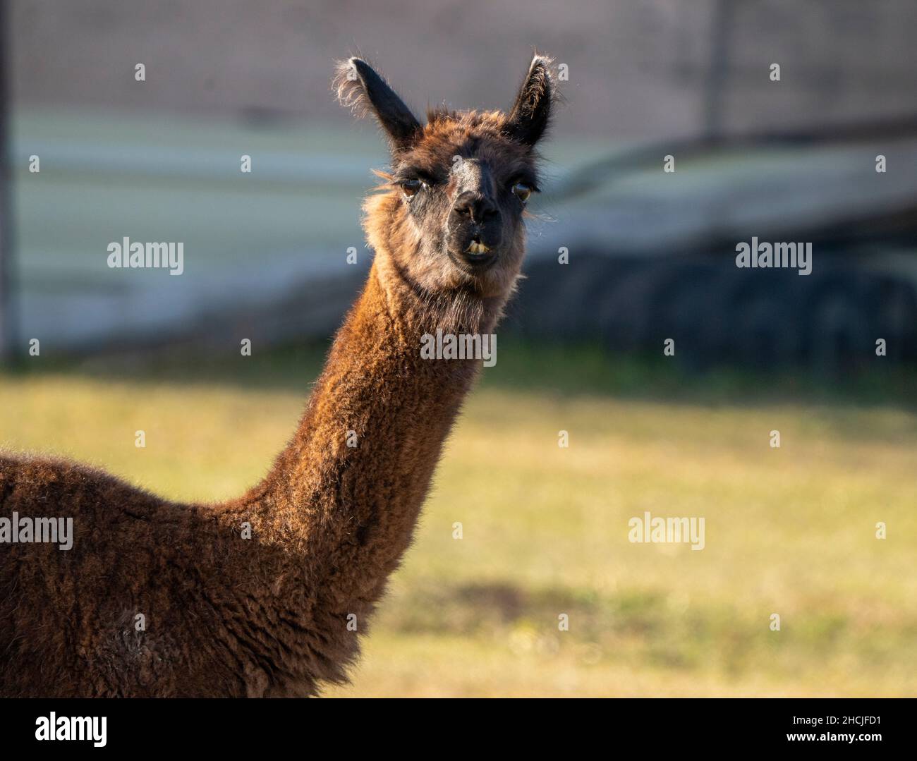 Llama in the Prairies of Saskatchewan Canada Stock Photo