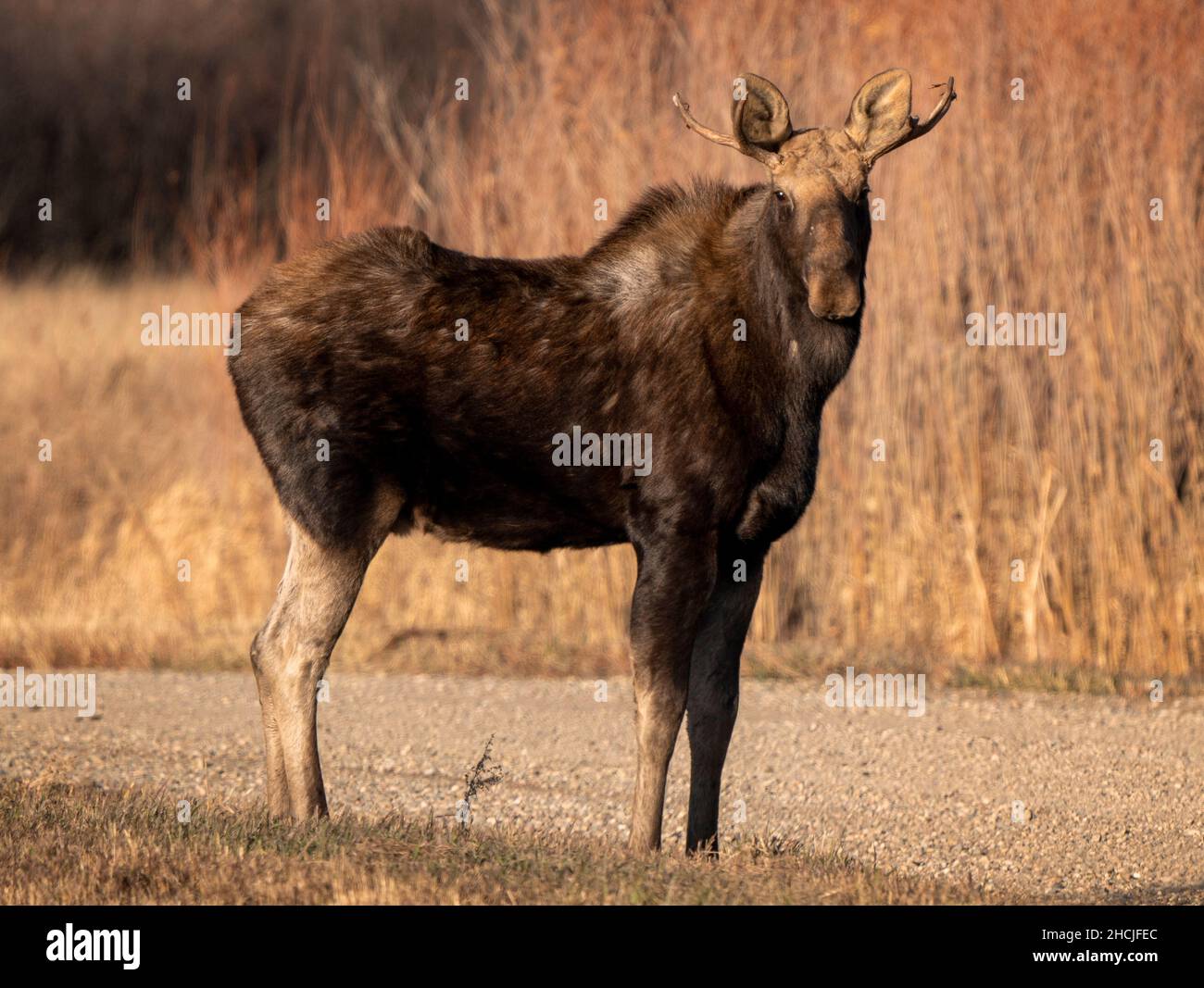 Moose female cow in the Saskatchewan Valley Stock Photo