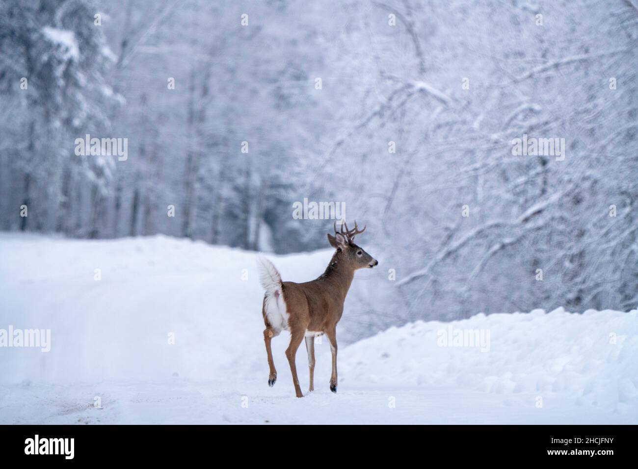 Moose in the Snow in Riding Mountain Provincial Park Canada Stock Photo