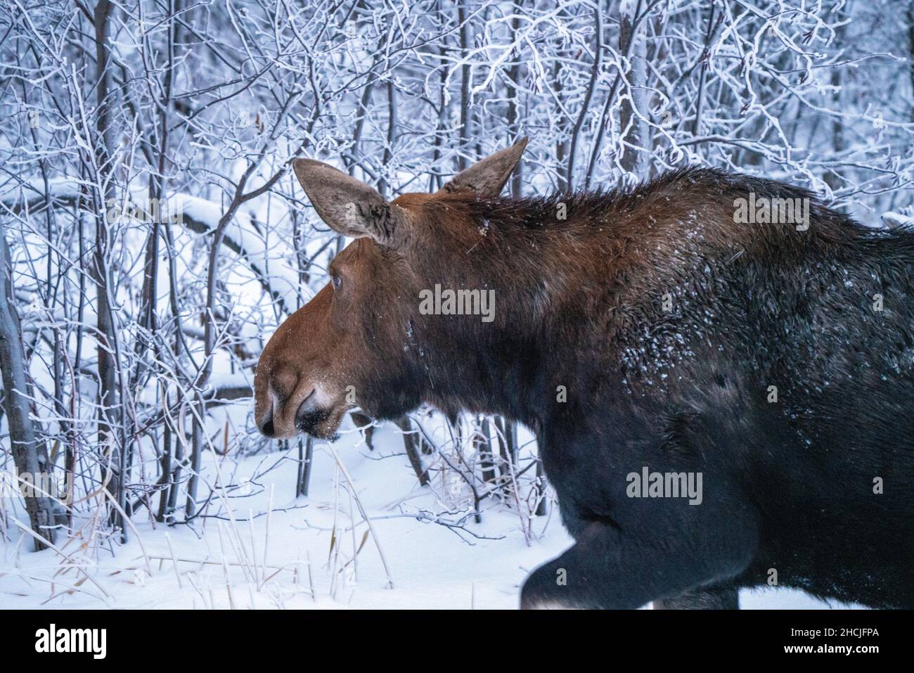 Manitoba moose game hi-res stock photography and images - Alamy