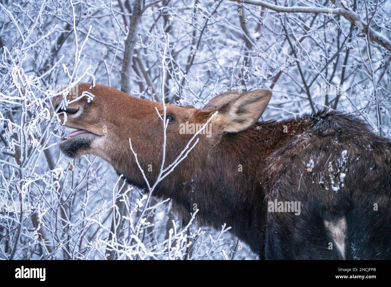 Moose in the Snow in Riding Mountain Provincial Park Canada Stock Photo ...