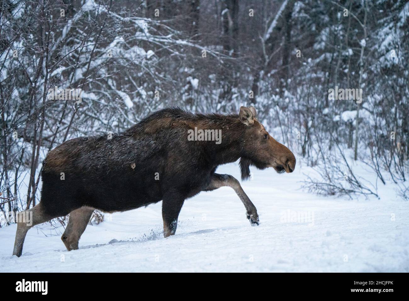 Moose in the Snow in Riding Mountain Provincial Park Canada Stock Photo
