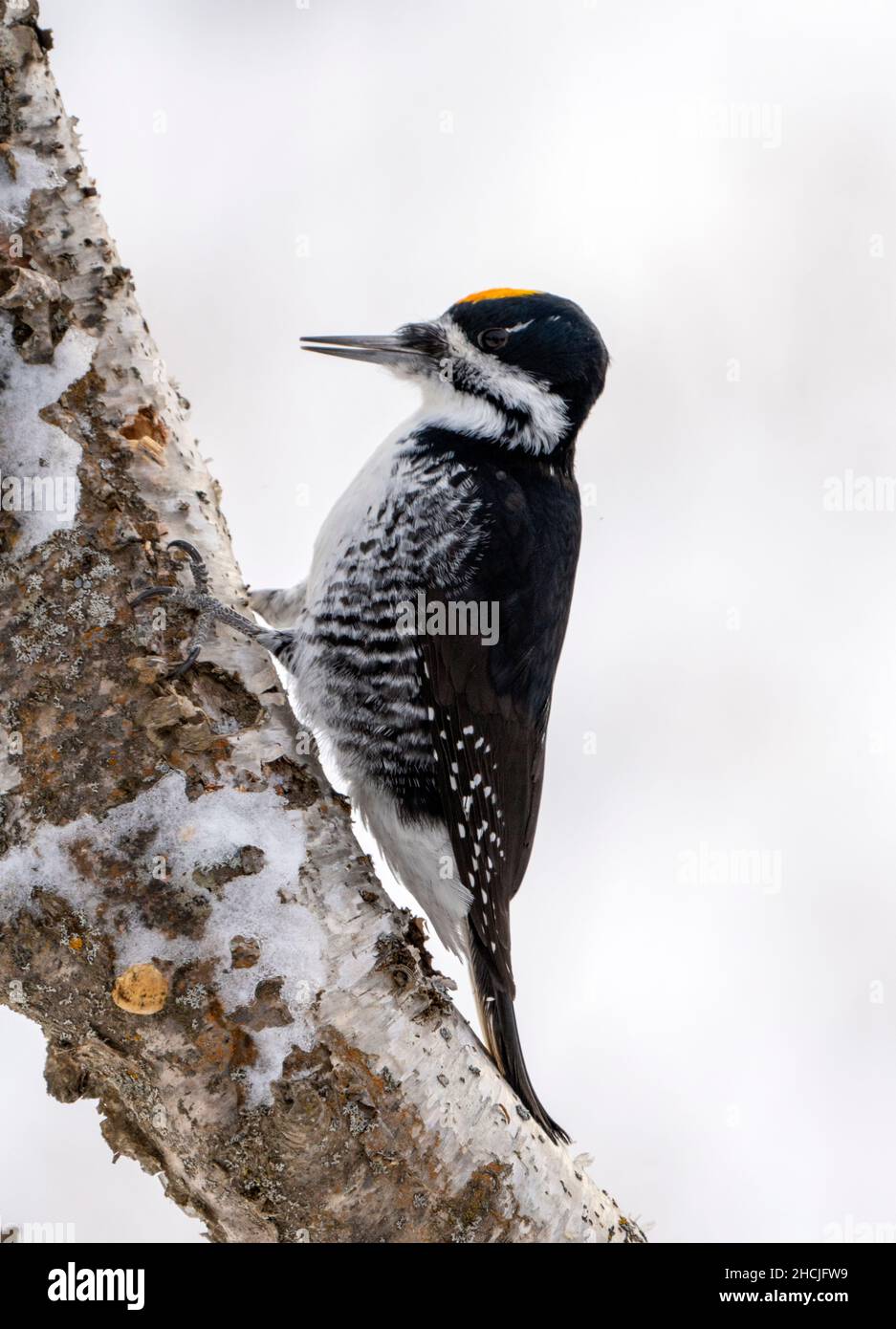 Woodpecker in tree in Winter Saskatchewan Canada Stock Photo