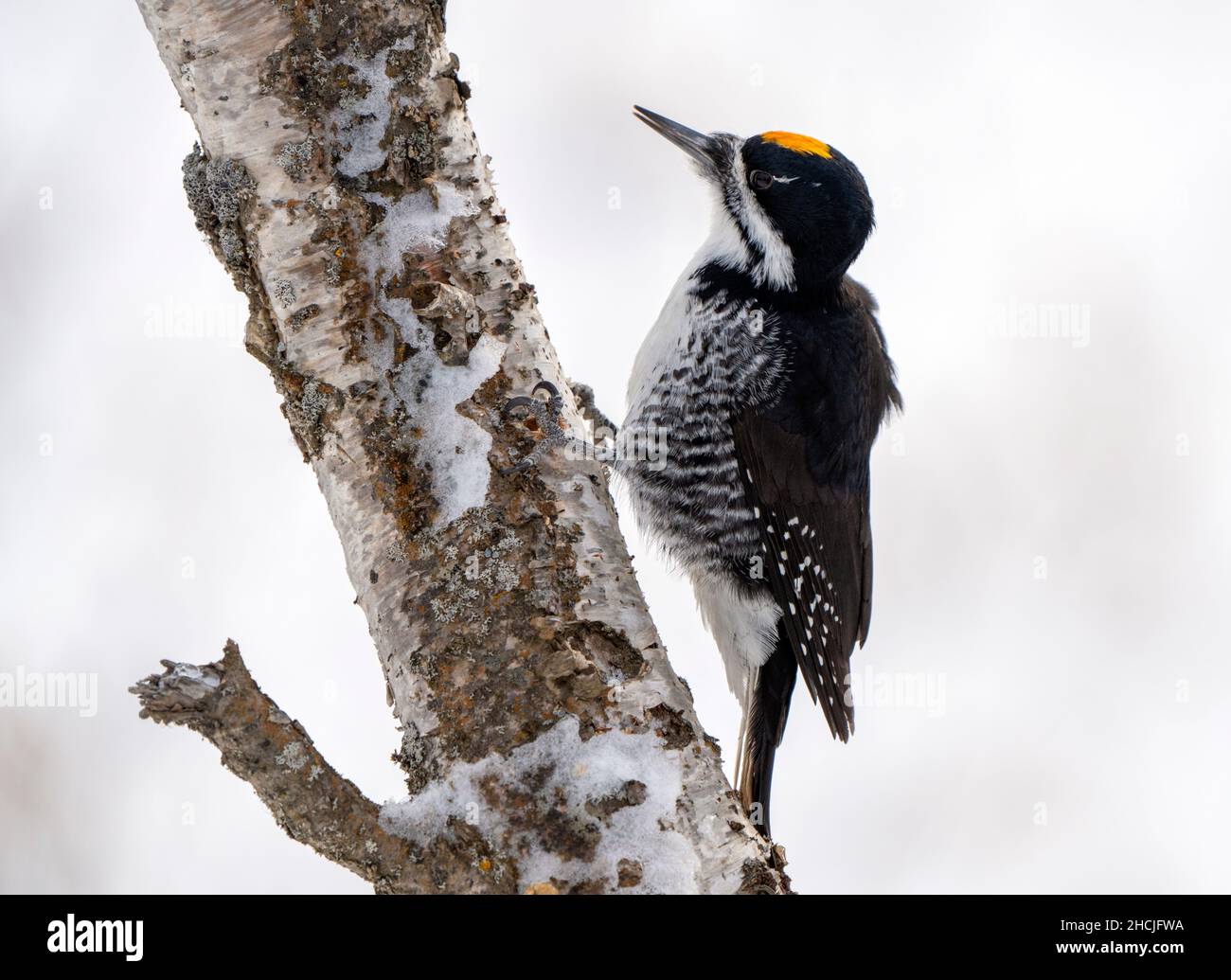 Woodpecker in tree in Winter Saskatchewan Canada Stock Photo