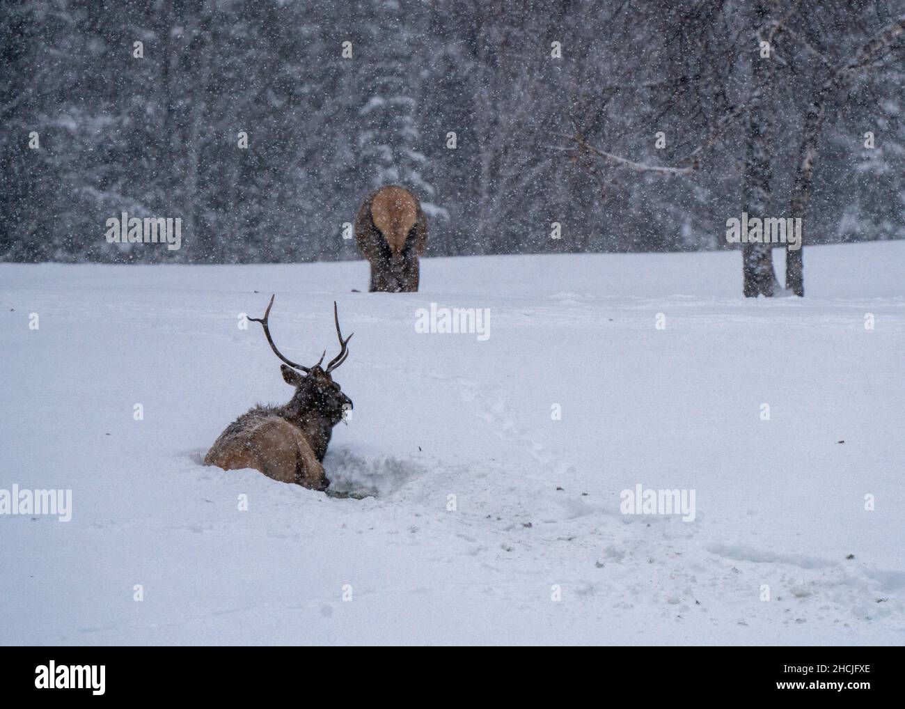 Prince Albert National Park Saskatchewan Canada Elk winter Stock Photo
