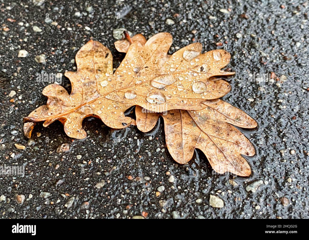 wet autumn oak leaves with rain drops on asphalt street Stock Photo