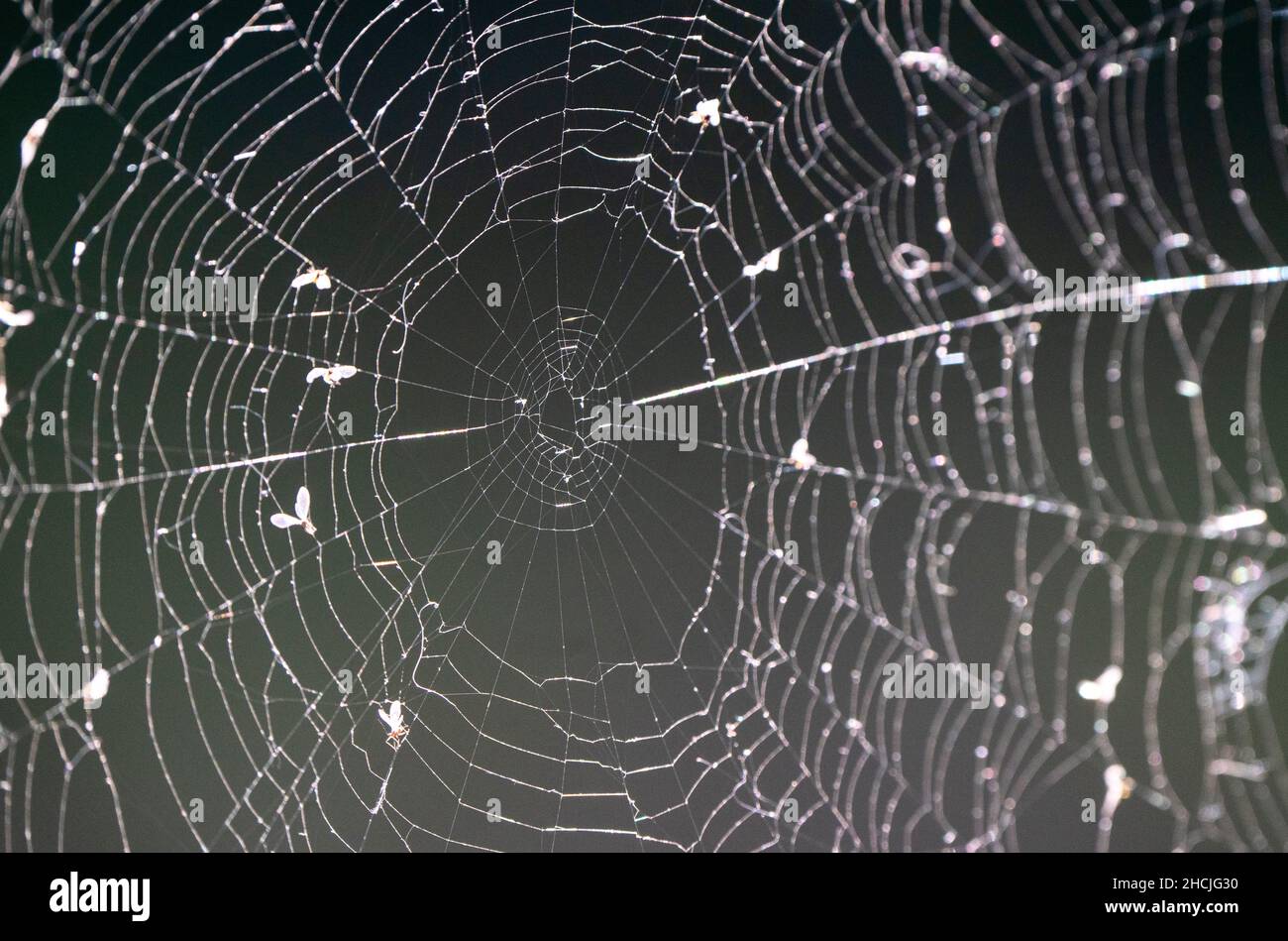 Spider Web close up light shining great detail Stock Photo