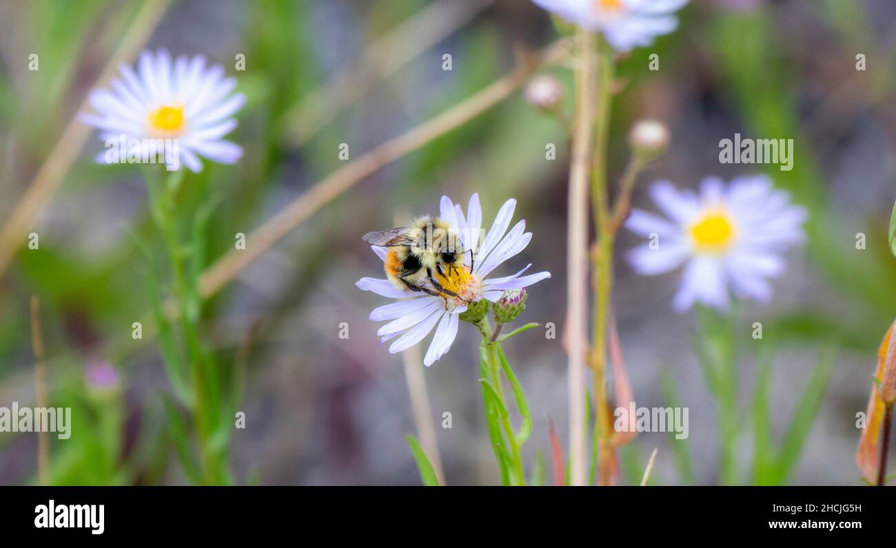 A Red-belted Bumbe Bee (Bombus rufocinctus) Gathering Pollen on Beautiful White Flowers in the Mountains of Colorado Stock Photo