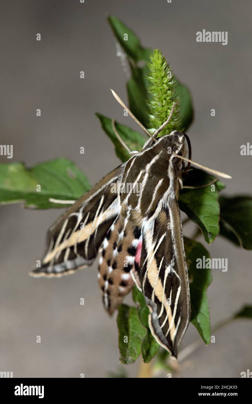 White-lined Sphinx Moth Caterpillar (Hyles lineata Stock Photo - Alamy
