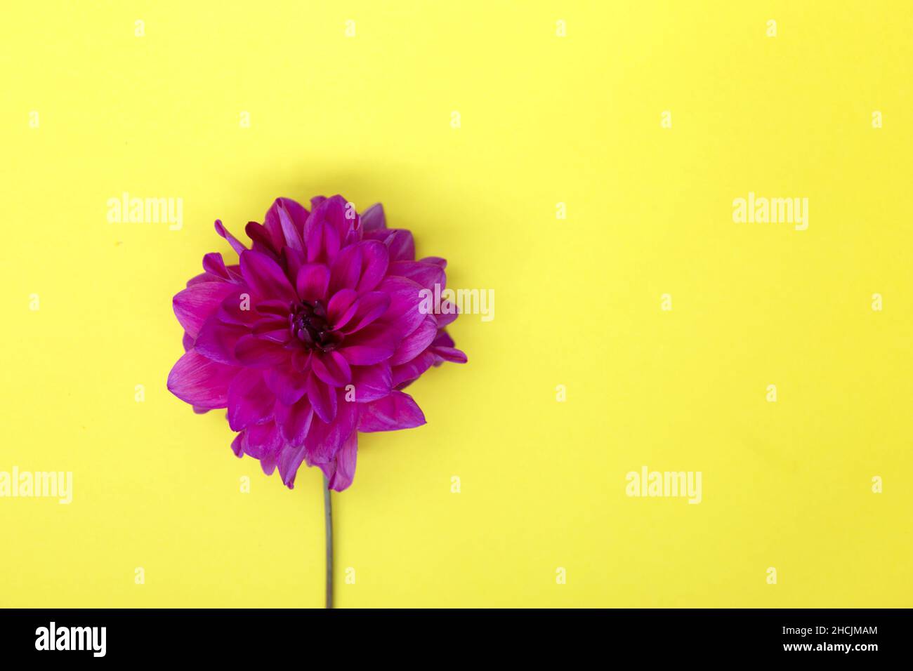 Yellow flower background hi-res stock photography and images - Alamy
