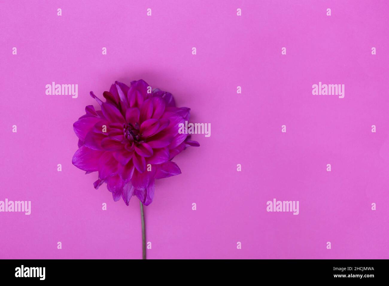 Dahlia purple flower hi-res stock photography and images - Alamy