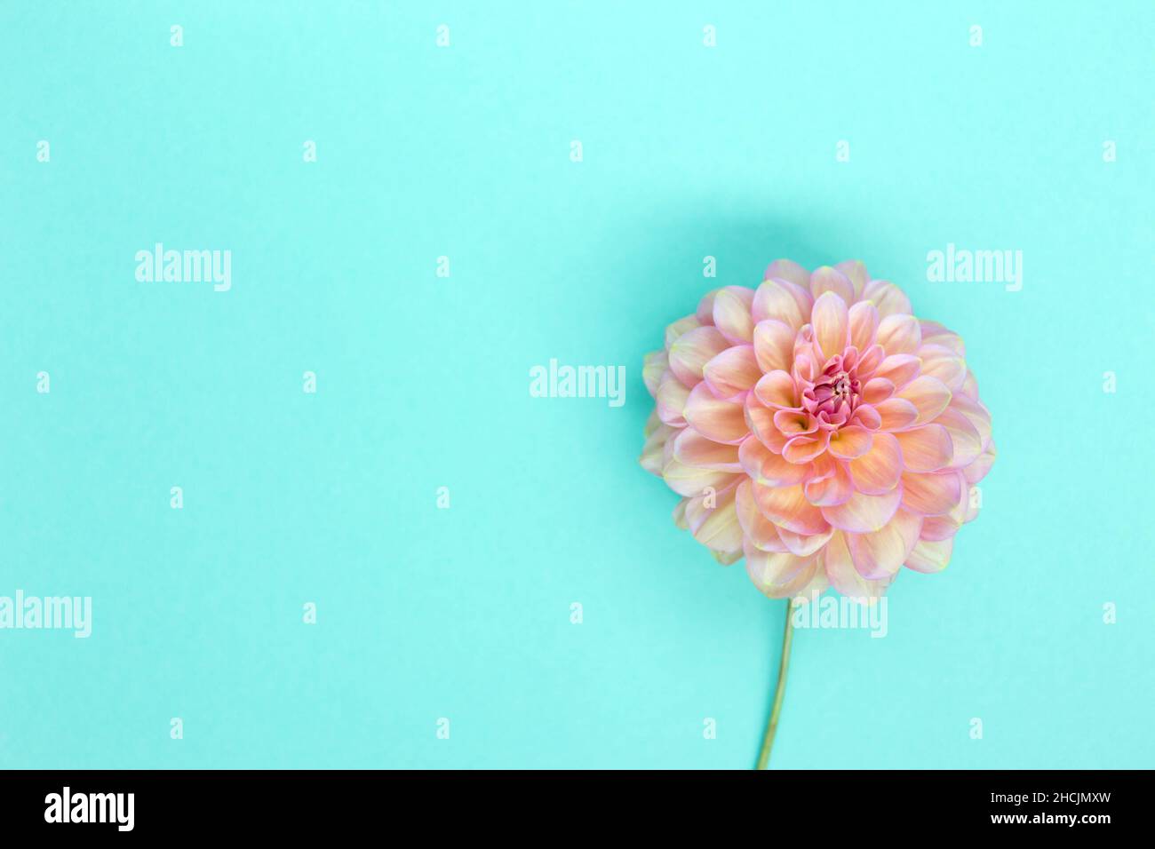Dahlia pink flower on blue background. Copyspace Stock Photo