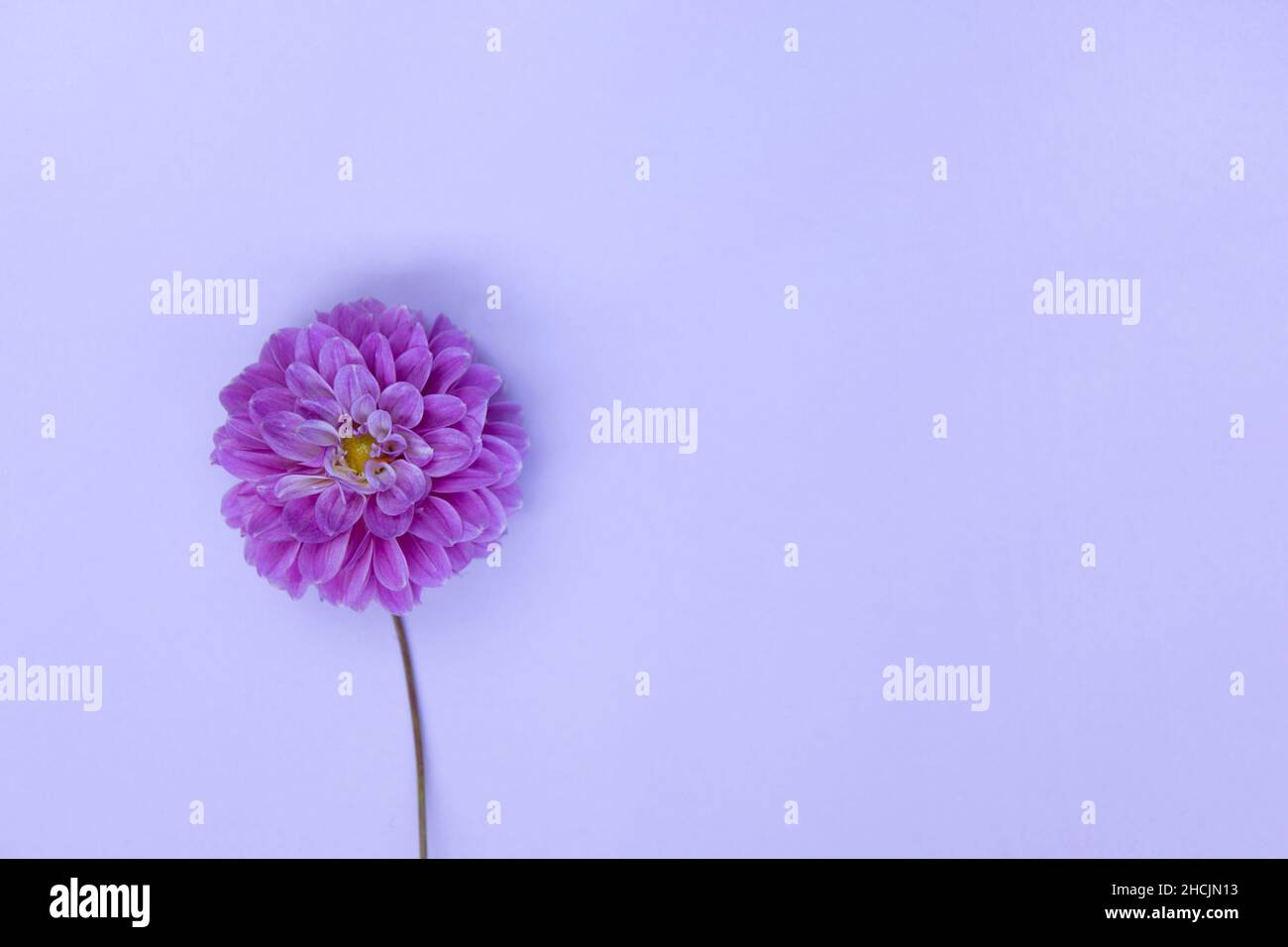 Dahlia purple flower hi-res stock photography and images - Alamy