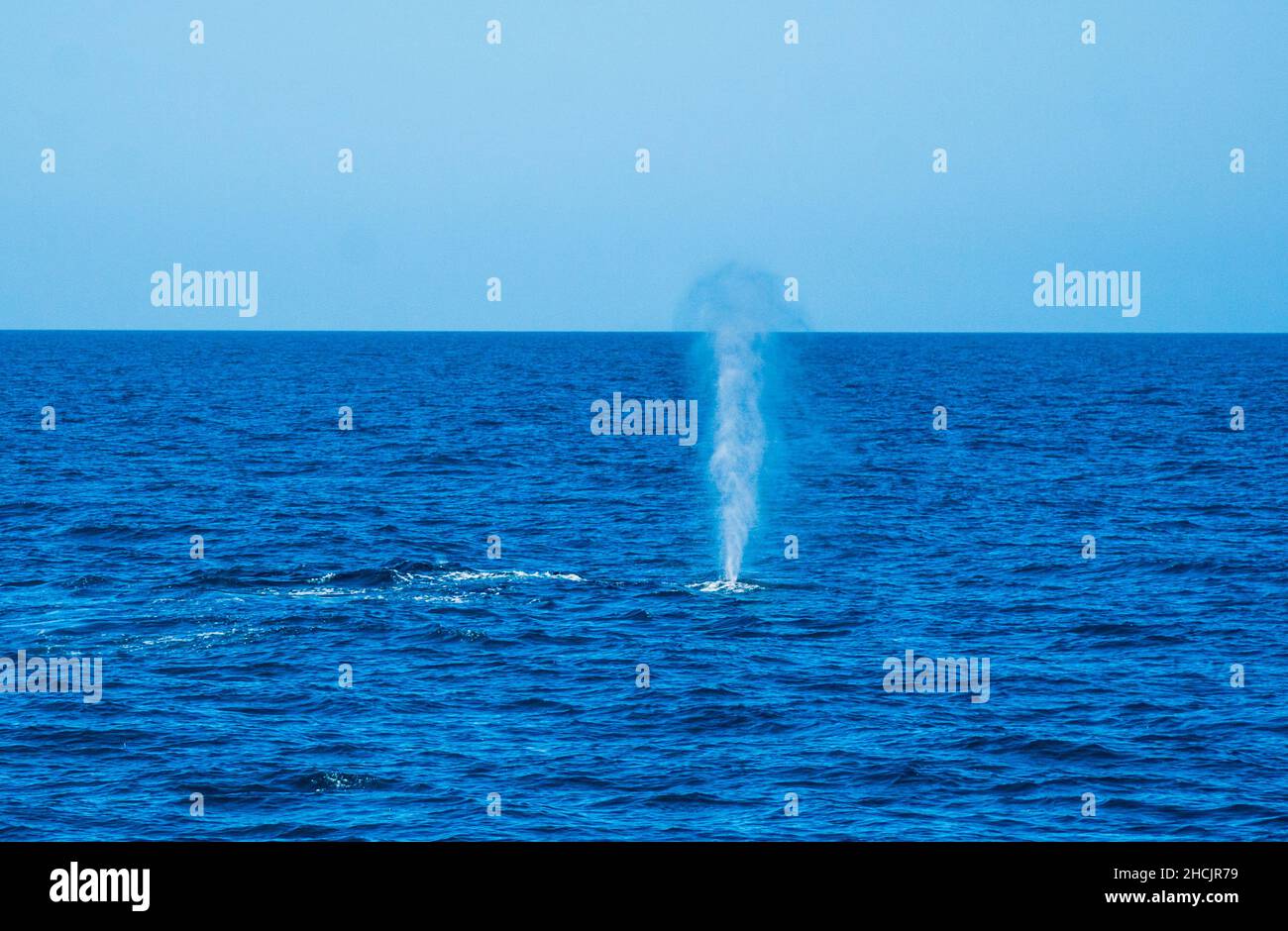 spout of a blow exhalation of a surfacing humpback whale (Megaptera novaeangliae) in the Coral Sea at Hervey Bay, Queensland, Australia Stock Photo