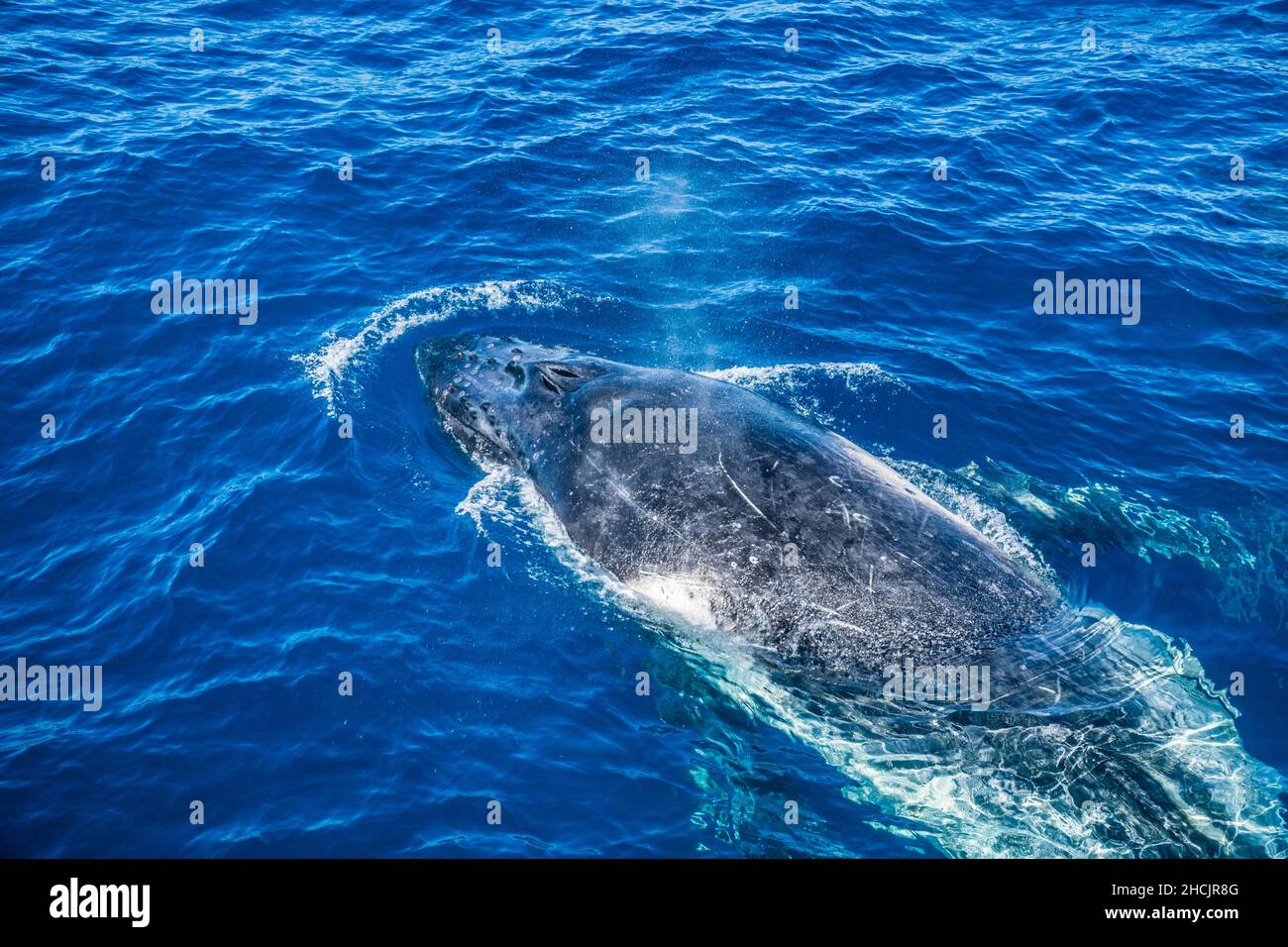 surfacing humpback whale (Megaptera novaeangliae) in the Coral Sea at Hervey Bay, Queensland, Australia Stock Photo