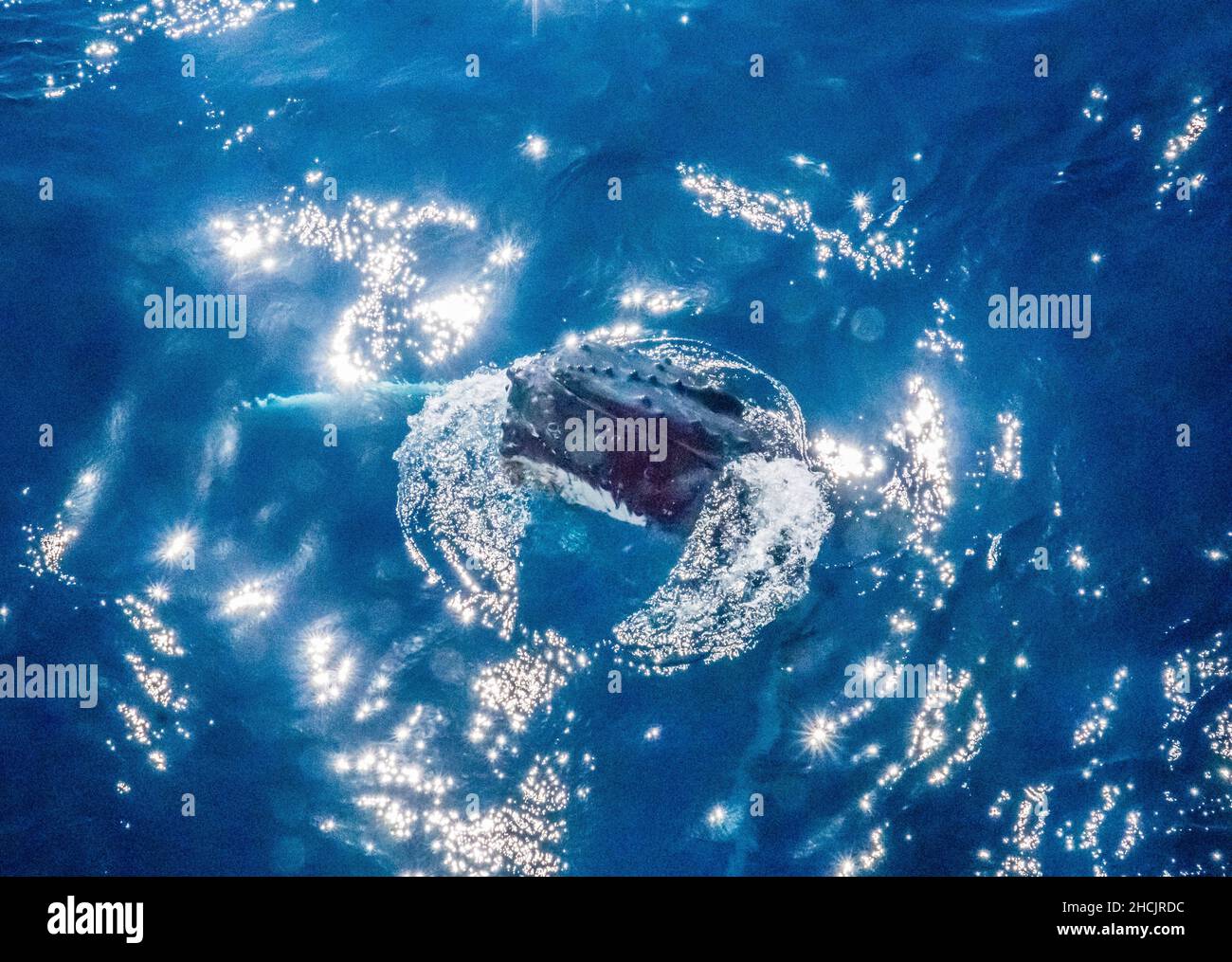 portrait of a surfacing humpback whale (Megaptera novaeangliae) in the Coral Sea at Hervey Bay, Queensland, Australia Stock Photo