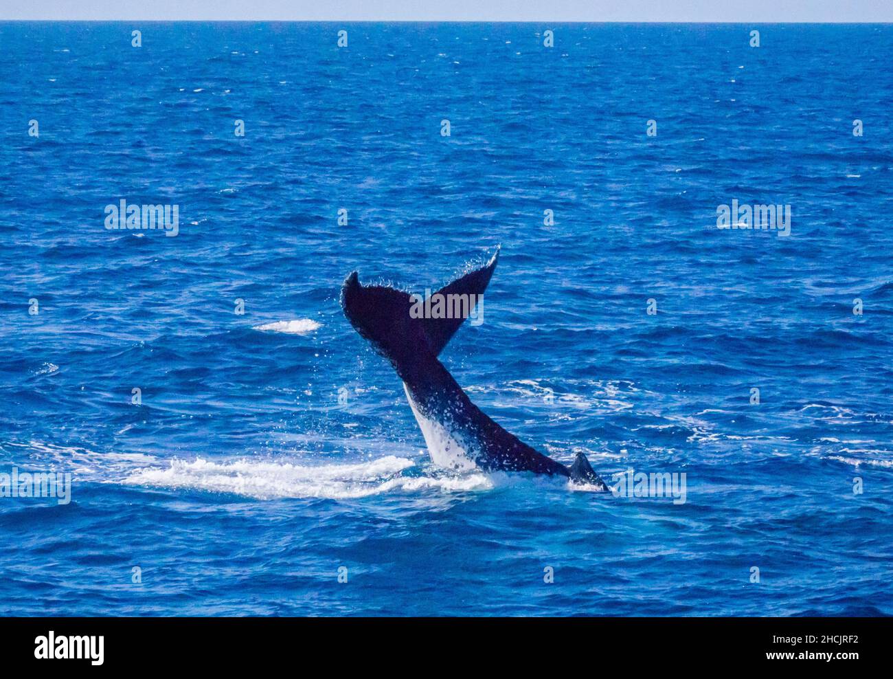 the fluked tail of a Humpback Whale (Megaptera novaeangliae) rises above the surface as he is about to dive into the Coral Sea at Hervey Bay, Queensla Stock Photo