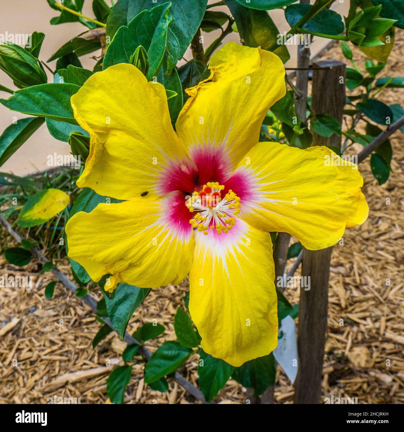 Hibiscus Rosa Sinesis "Yellow Sunshine ", bright yellow with yellow bright petals Stock Photo