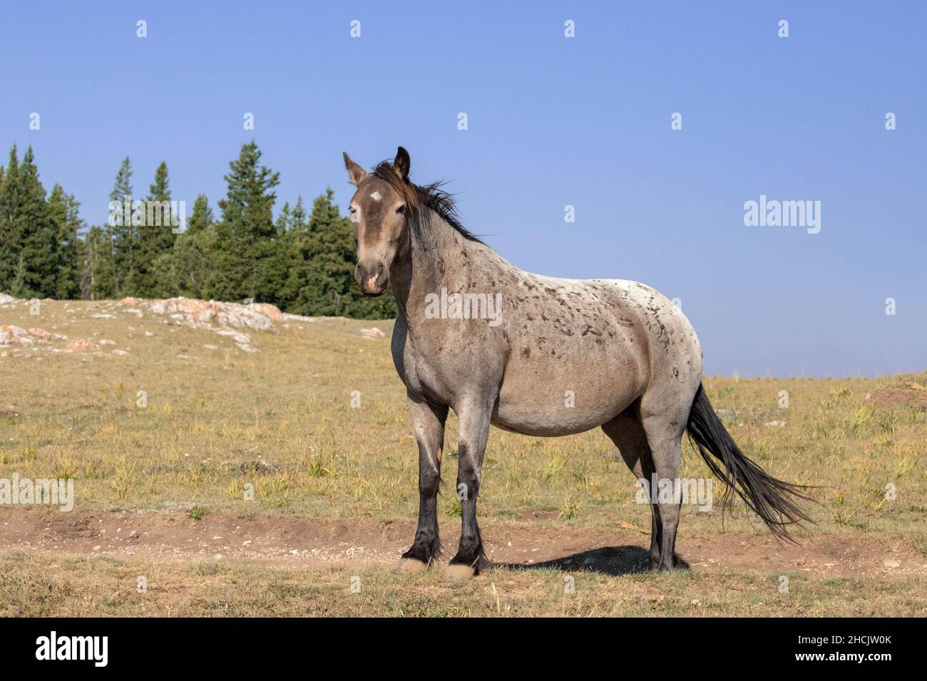 Bay Roan Wild Horse Mustang Stallion on Sykes Ridge in the Pryor Mountains Wild Horse Range on the border of Wyoming and Montana in the United States Stock Photo