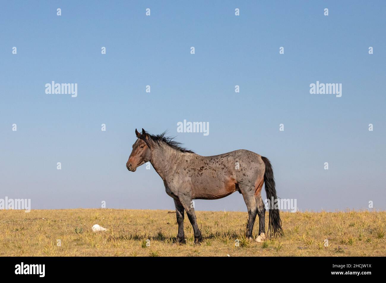 Dark Roan Wild Horse Mustang Stallion on Sykes Ridge in the Pryor Mountains Wild Horse Range on the border of Wyoming and Montana in the United States Stock Photo