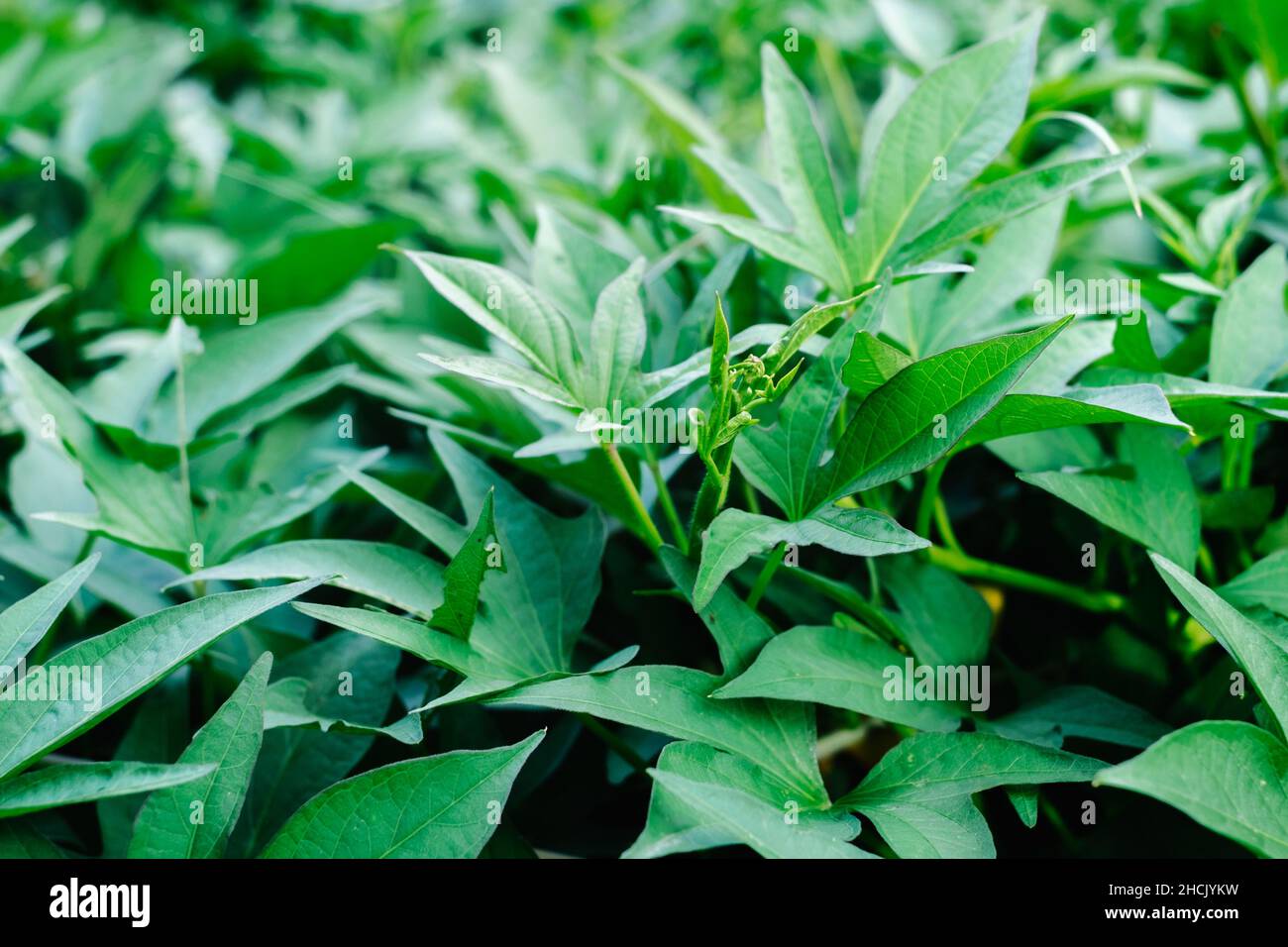 Kamote tops hi-res stock photography and images - Alamy