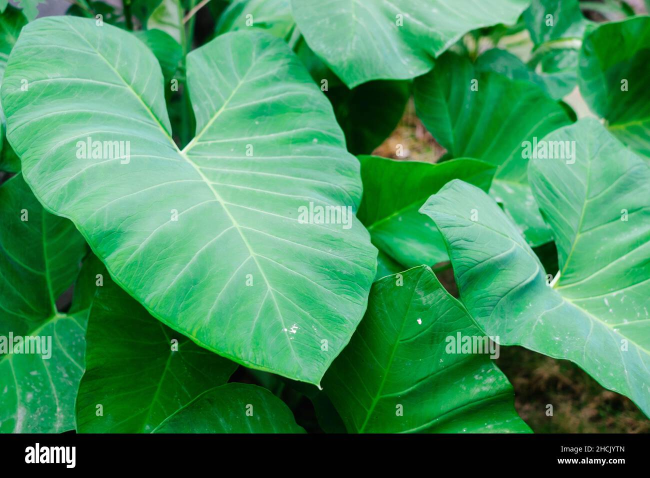 Closeup of organic waterproof heart shape green edible Taro leaves. Taro edible leaves is nutritious and delicious starchy root crop. Selective focus. Stock Photo