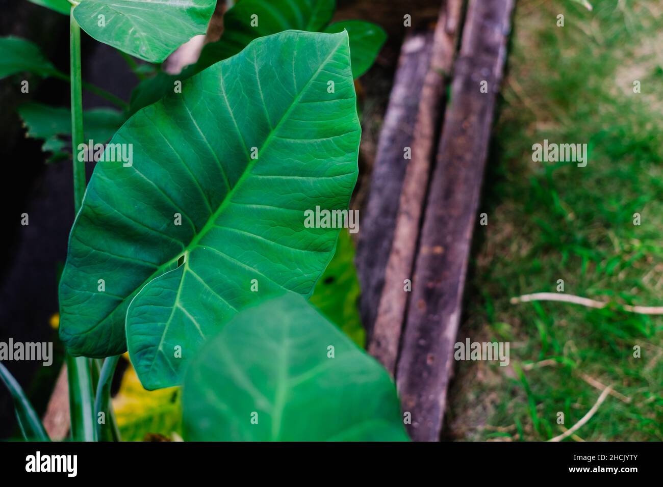 Vegetable import hires stock photography and images Alamy
