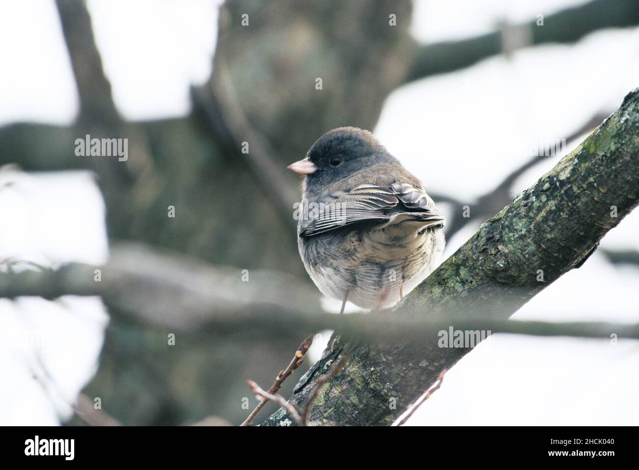 Dark Eyed Junco (Junco hyemalis) perched in a tree Stock Photo