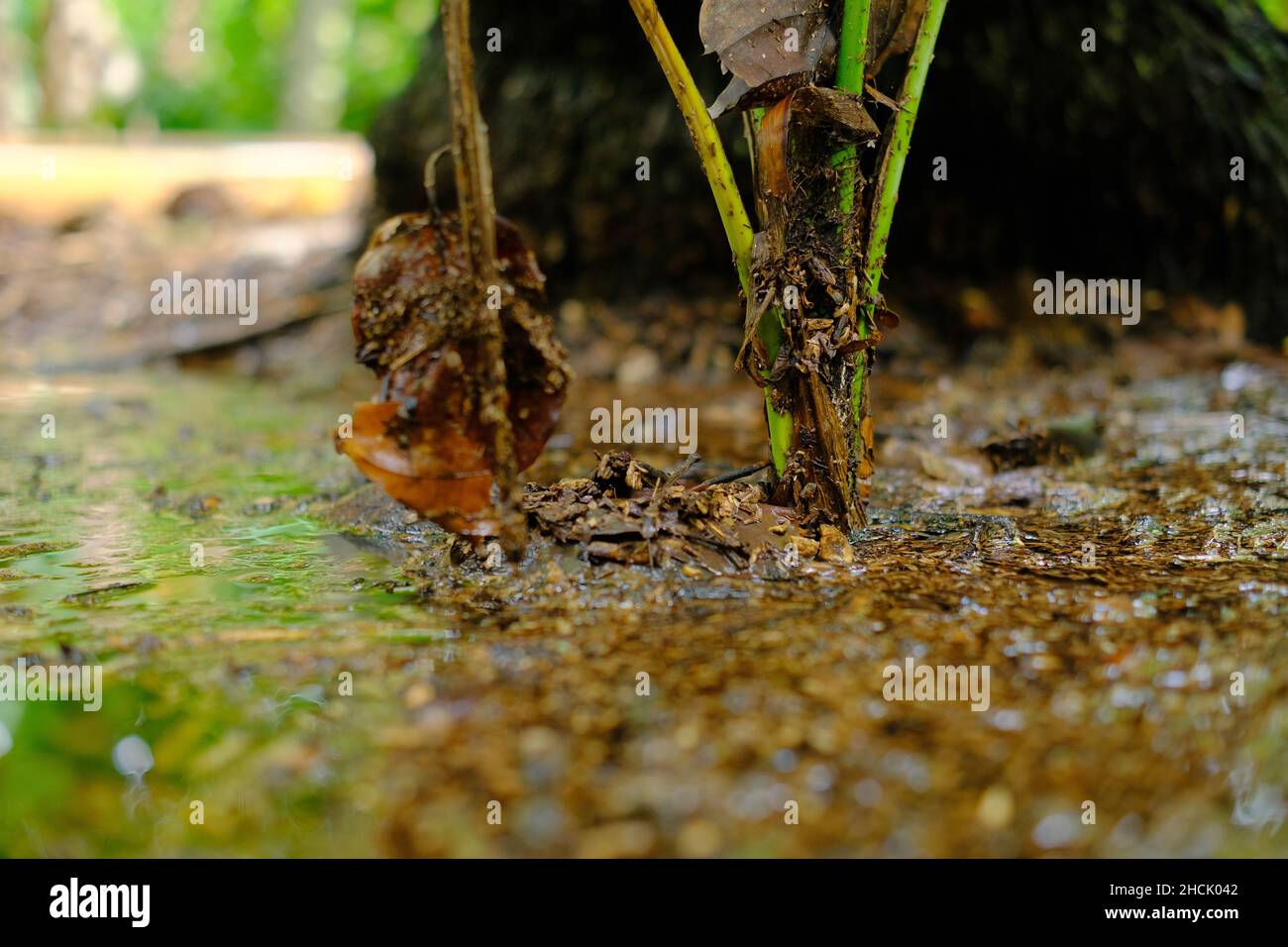 Coconut shoots that grow from seeds are submerged in water Stock Photo