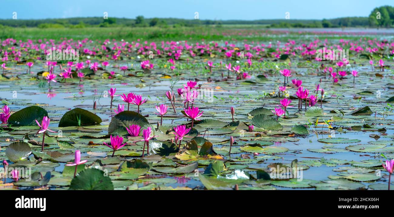 Fields water lilies bloom season in a large flooded lagoon. Flowers
