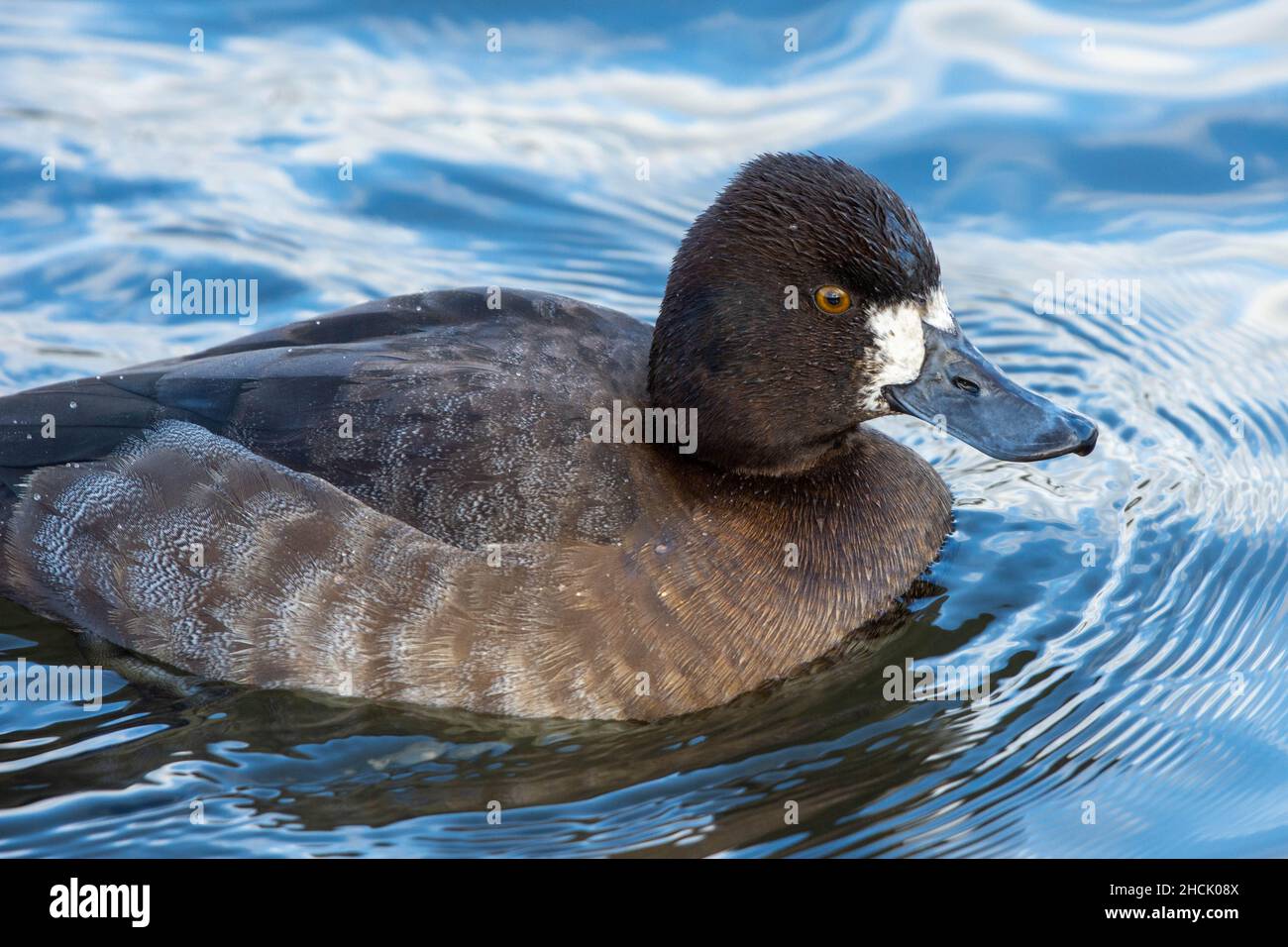 Lesser Scaup (Aythya affinis) female swimming in the water in winter plumage in Canada. Stock Photo