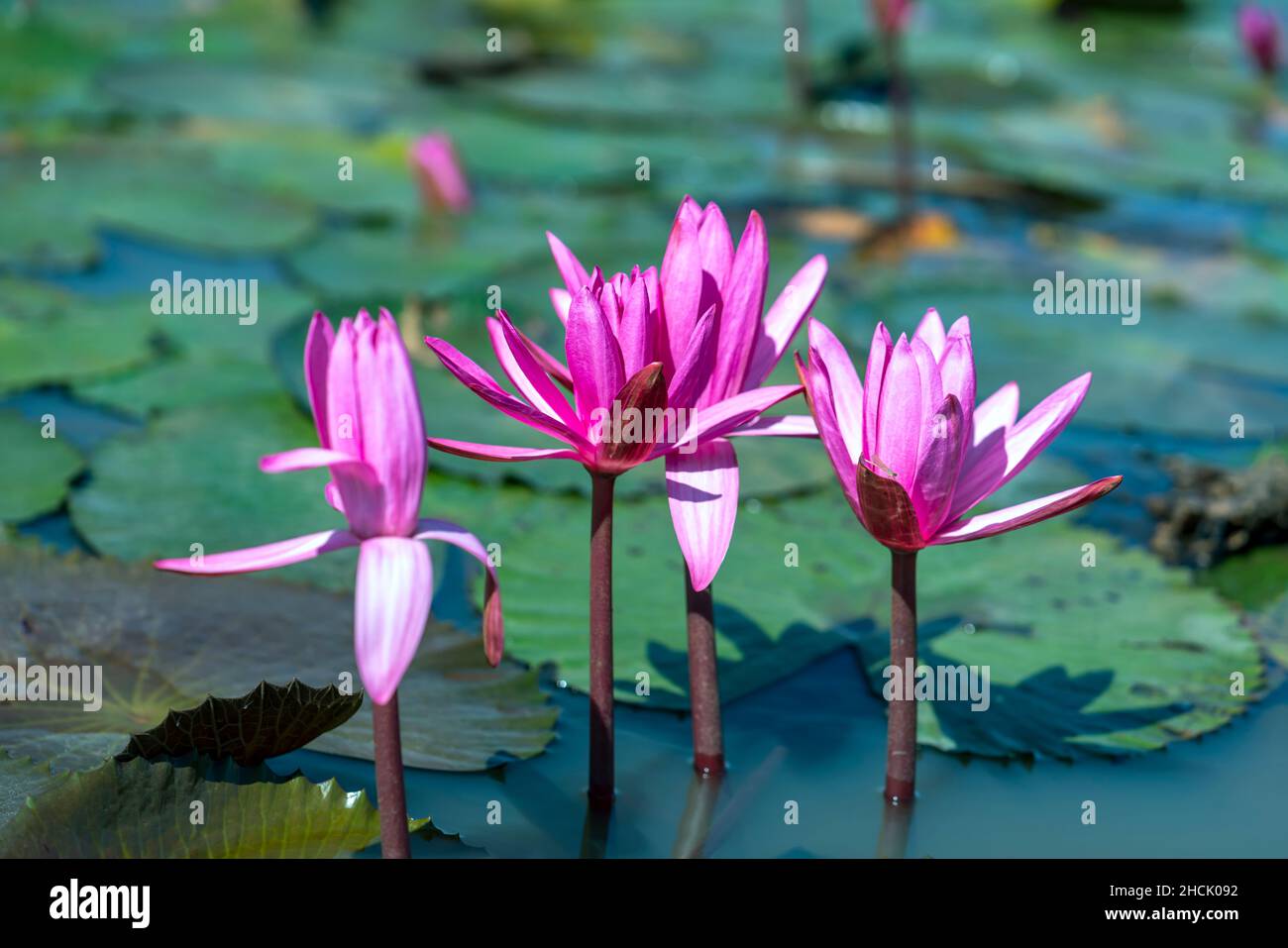 Water lily blooming season with beautiful purple flowers. Flowers grow