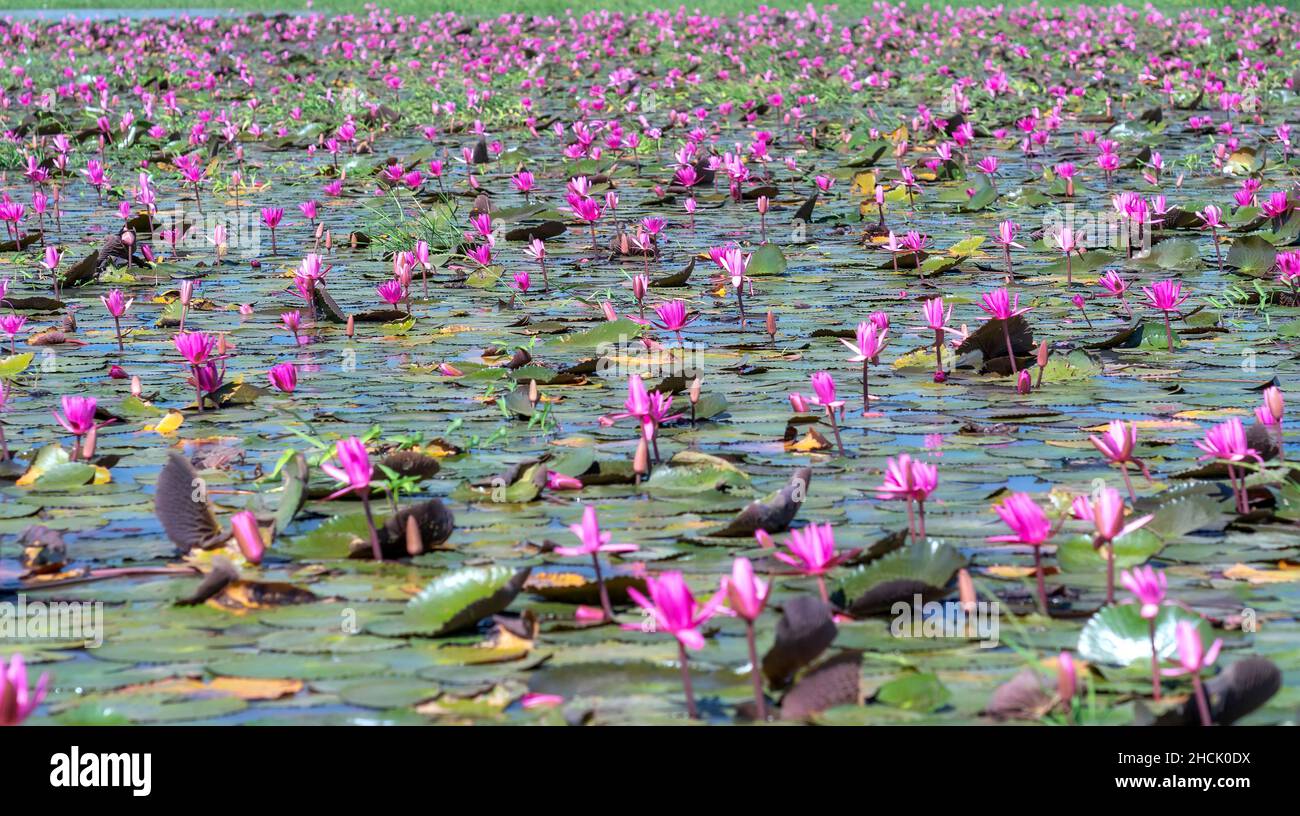 Fields water lilies bloom season in a large flooded lagoon. Flowers