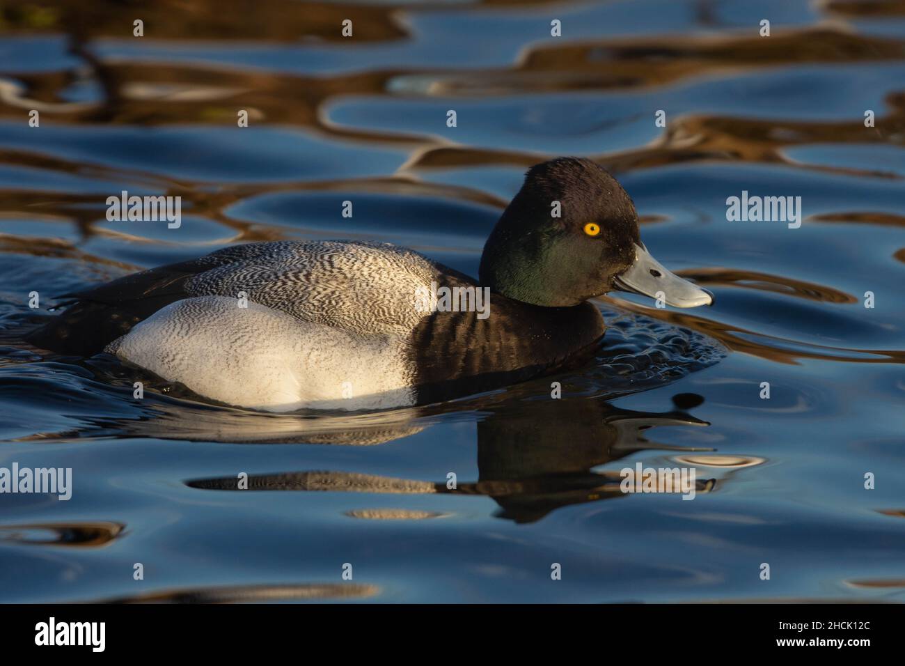 Lesser Scaup (Aythya affinis) male swimming in the water in winter plumage in Canada. Stock Photo