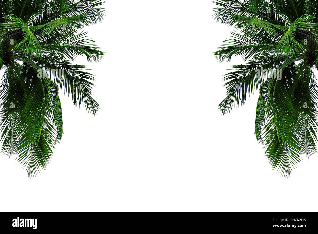 Coconut tree isolated on white background Stock Photo